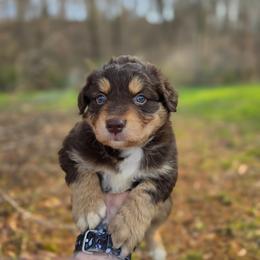 Otter - Red tri-color male Australian Shepherd puppy in London, Kentucky from Kenmont Kennels