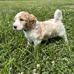 Goldendoodle Puppies from Central Kentucky Goldendoodles