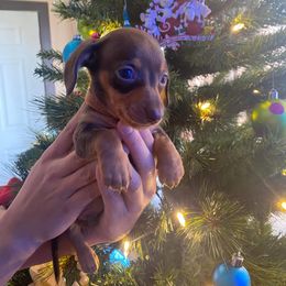 Dachshund Puppies from A&M's Dachshunds
