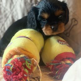 Scrappy - Black and tan male Cavalier King Charles Spaniel puppy in Lawton, Oklahoma from Wild Wishes Cavaliers