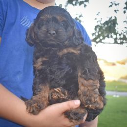 Bandit - Black and tan male Cockapoo puppy in Myerstown, Pennsylvania from The Cocker Cingdom