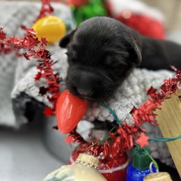Shiloh Shepherd Puppies from Echo Shilohs