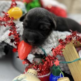 Shiloh Shepherd Puppies from Echo Shilohs
