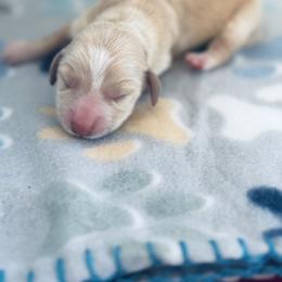 Girl 2 - Cream female Dachshund puppy in Oklahoma from DRB Dachshunds