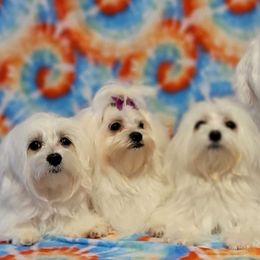 Jasper and girlfriends - Maltese