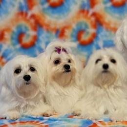 Jasper and girlfriends - Maltese