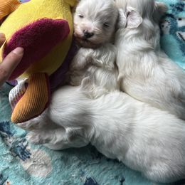 Maltese All Grown Up from Bichoncitos Malteses ❤️