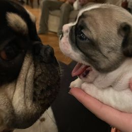 French Bulldog Puppies from Bella’s Babies