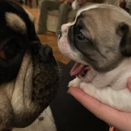 French Bulldog Puppies from Bella’s Babies