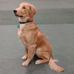 Golden Retrievers from Roberta's Goldens