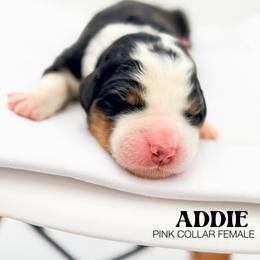 ADDIE - Tri-color female Bernedoodle puppy in Tipton, Indiana from Country Creek Doodles