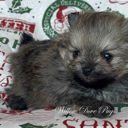 Pomeranians and Pugs from Willow Dove Pugs
