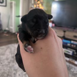 Girl 3 - Black and silver female Miniature Schnauzer puppy in Rocklin, California from Liv’s Schnauzers