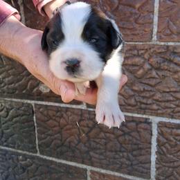Biscuit - Brown and white male Saint Bernard puppy in Kinsman, Ohio from Coleman Saint Bernards of Ohio