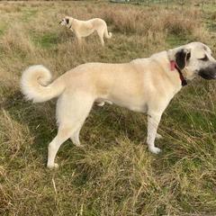 Kangal puppies from Hidden Meadow Ranch