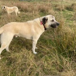 Kangal puppies from Hidden Meadow Ranch
