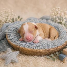 Custard - Red male Companion Cross puppy in Decatur, Illinois from Petite Pups