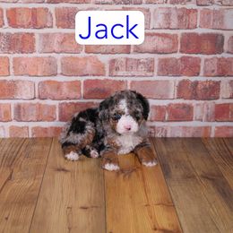 Jack - Blue merle male Assorted Doodle Crosses puppy in Calhoun, Georgia from Happy Top Doodles