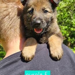 Purple collar - Sable female German Shepherd puppy in Dexter, Missouri from Vom Morris Haus German Shepherds