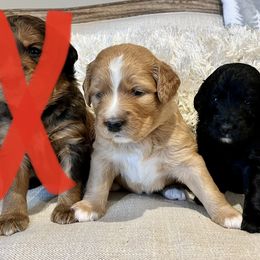 Assorted Doodle Crosses, Goldendoodle, and Poodle Puppies from Kava Kennels