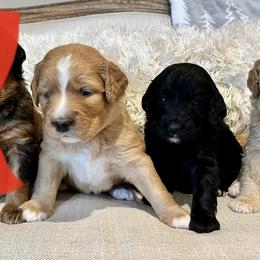 Assorted Doodle Crosses, Goldendoodle, and Poodle Puppies from Kava Kennels