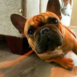 French Bulldogs from Vine View Frenchies