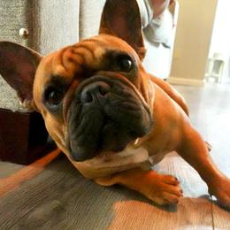 French Bulldogs from Vine View Frenchies