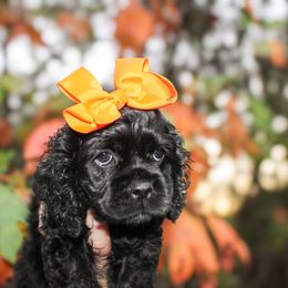 Cavalier King Charles Spaniel, Cavapoo, Cockapoo, and Cocker Spaniel Puppies from Double M Cocker Spaniels