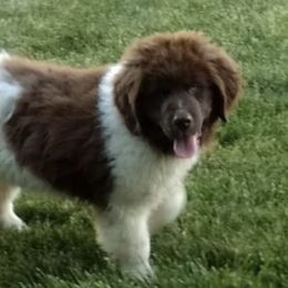 Newfoundlands from Wrinkles Rare Newfoundlands