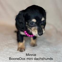 Minnie - Black and cream female Dachshund puppy in Lexington, Oklahoma from BooneDox Miniature Dachshunds
