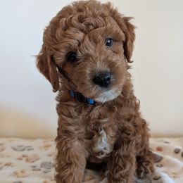 Franklin - male Whoodle puppy in Layton, Utah from Penny's Puppies
