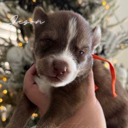 Jason - Red and white male Siberian Husky puppy in Manteca, California from Wolves with Amor