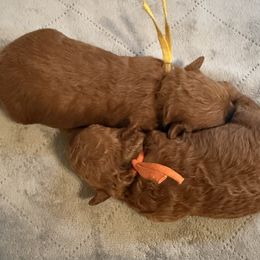 Aspen - Red  female Poodle puppy in Auburn, Alabama from Coasta J’s Poodles LLC