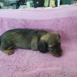 "11-08-2021" Dachshund Puppies from Royce's Dashshunds