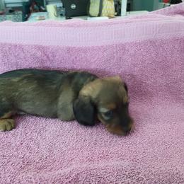 "11-08-2021" Dachshund Puppies from Royce's Dashshunds