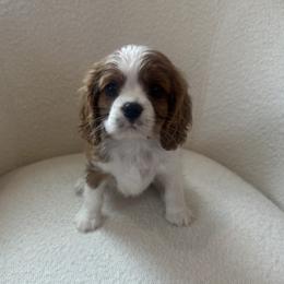 Heart - Blenheim male Cavalier King Charles Spaniel puppy in Mountain Grove, Missouri from Twisted Creek Canines