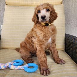 Boy 5 - Apricot Poodle puppy in Wildwood, Florida from Carolyn's Service Poodles