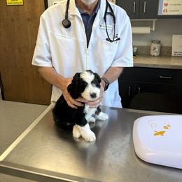 Bernedoodle Puppies from Palmetto Bernedoodles Boutique