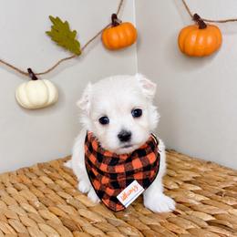 Cash - White male Maltese puppy in Morehead, Kentucky from Paw Perfect Pets