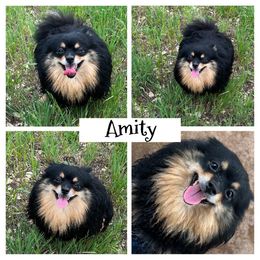 Amity - Pomeranian