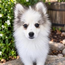 Dixie - Gray and white female Pomsky puppy in La Verne, California from Red Cedar Pomskies