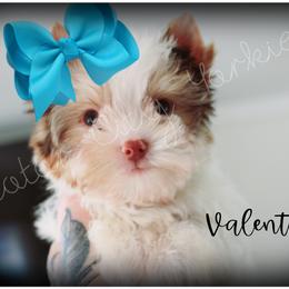 Yorkshire Terrier Puppies from Danielle's Yorkie Babies