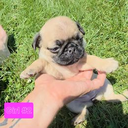 Pug Puppies from Stubbys pugs