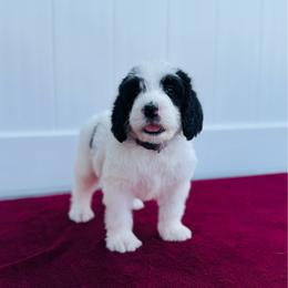 Lily - Parti female Labradoodle puppy in Elizabeth City, North Carolina from Howdy Doodles