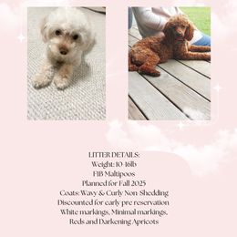 Maltipoo puppies from PNWdoodles