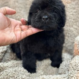 Newfoundland Puppies from Knallhart Kennels