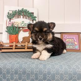 Nova-- fluffy - White and black female Pembroke Welsh Corgi puppy in Oak City, Utah from Shells’ Corgis