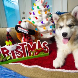 Hunter - Agouti and white Siberian Husky puppy in Orlando, Florida from A&C Siberian Huskies