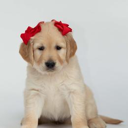 Golden Retriever Puppies from Valley County Goldens
