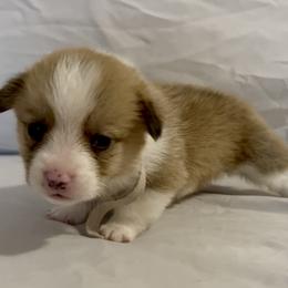 Eevee II - Red female Pembroke Welsh Corgi puppy in Deming, New Mexico from Sylvan Lane Corgis